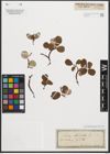 Foto von Salix reticulata L.